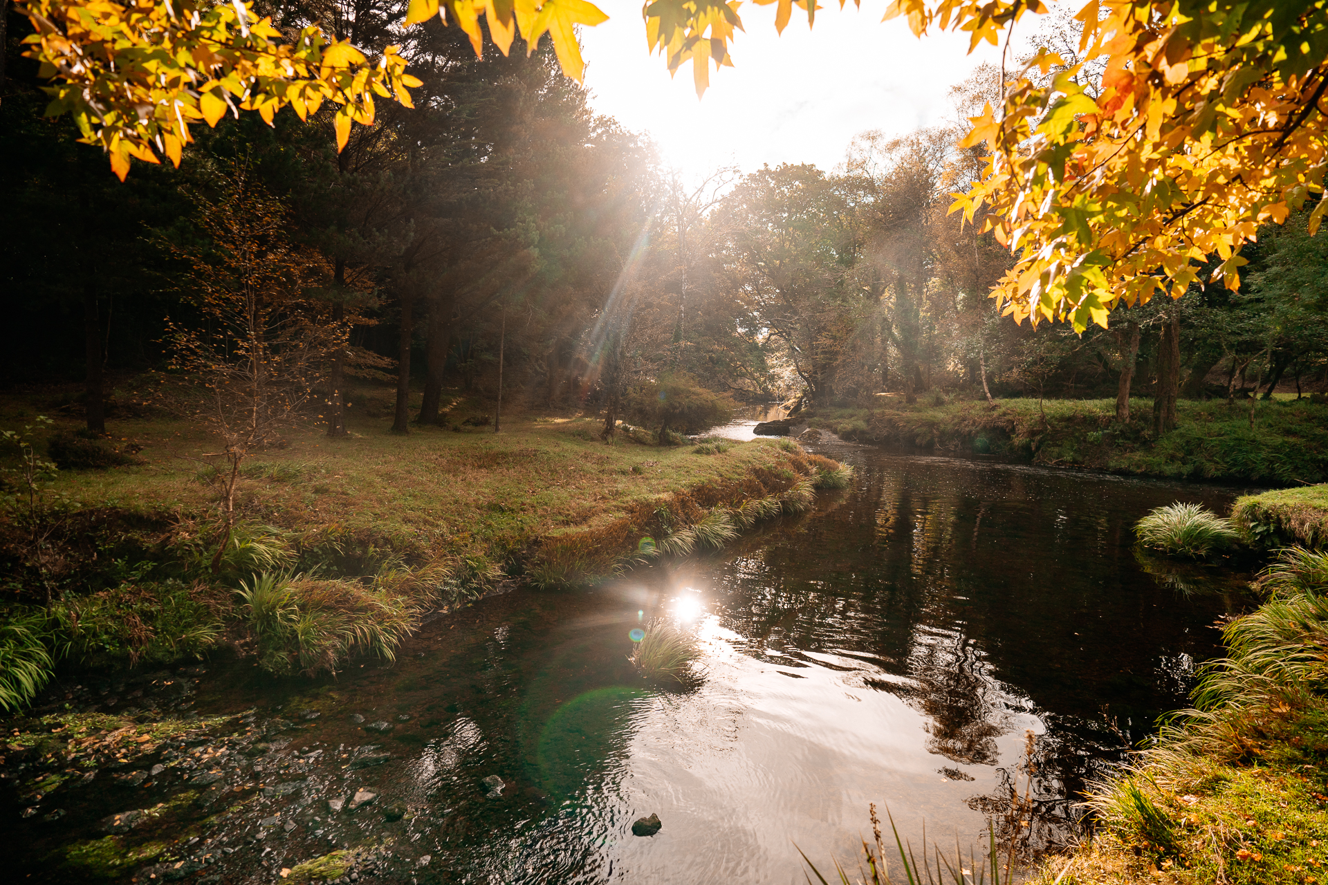 A stream with trees around it