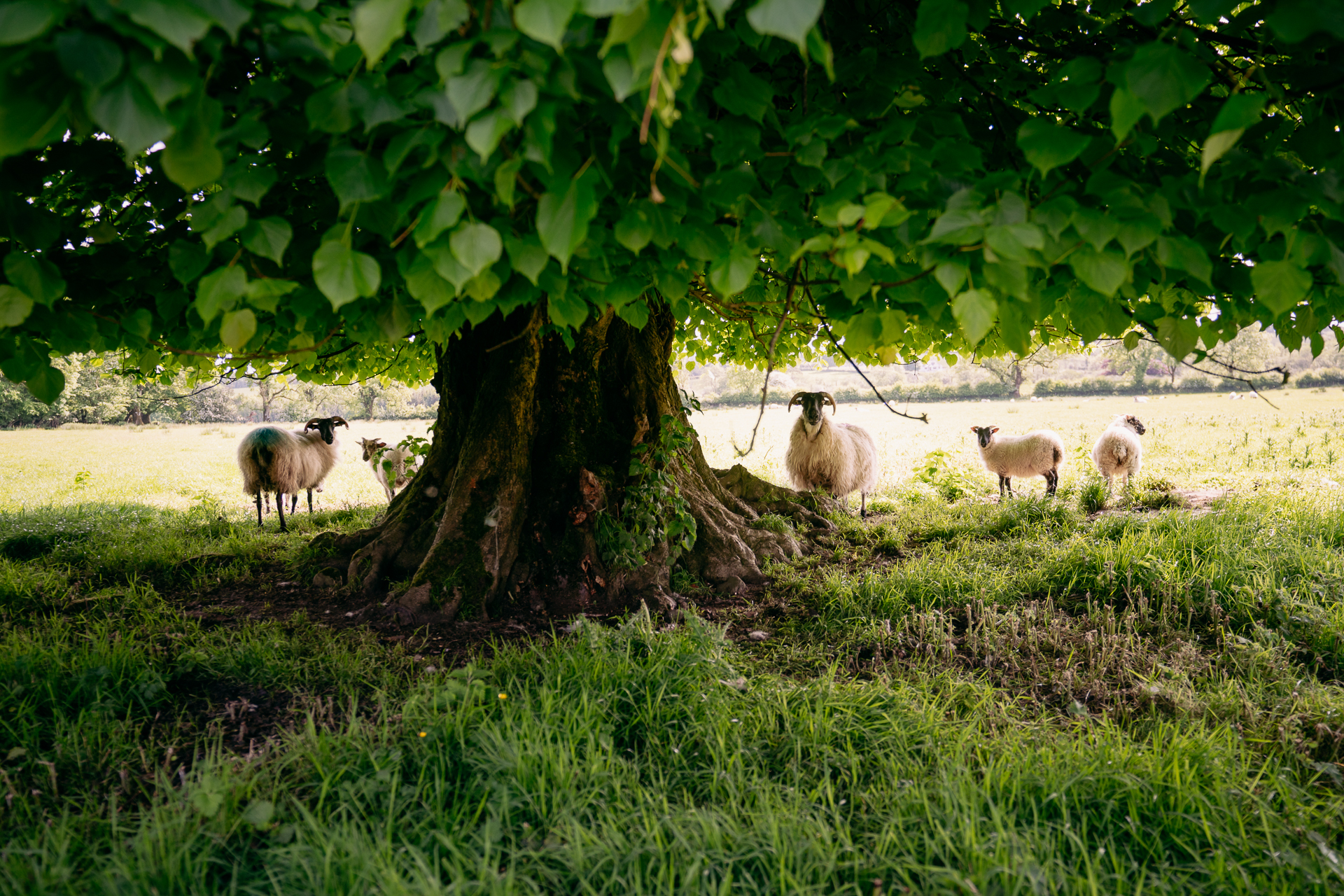 Sheep under a tree