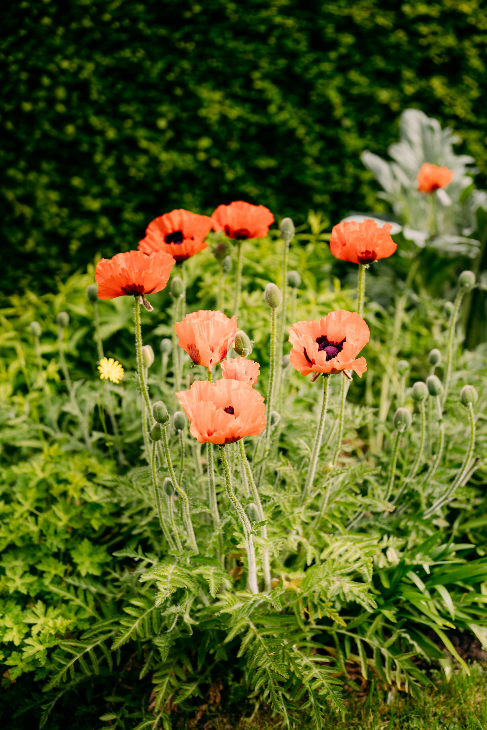 A group of flowers