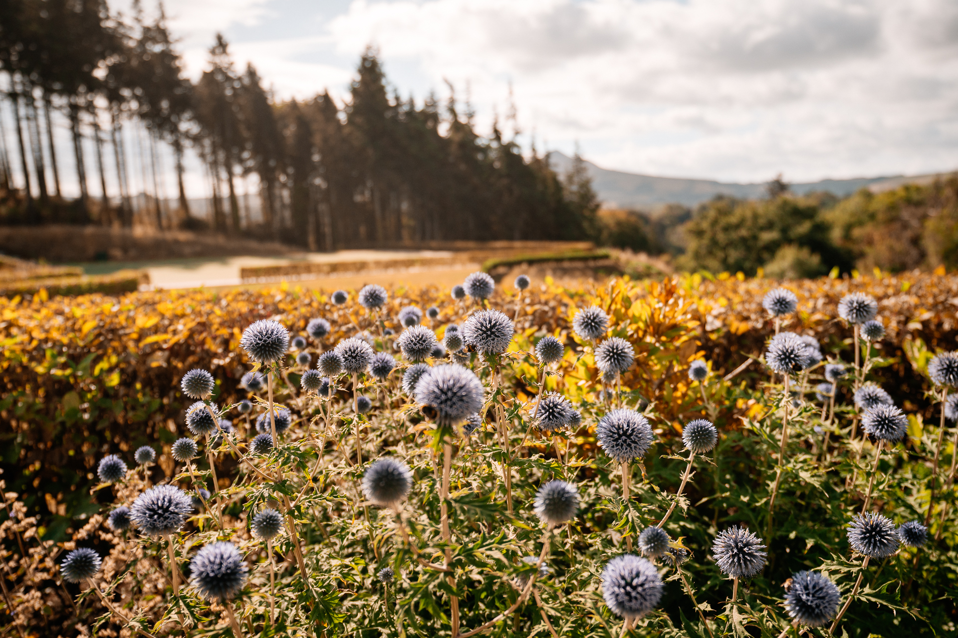 A field of flowers