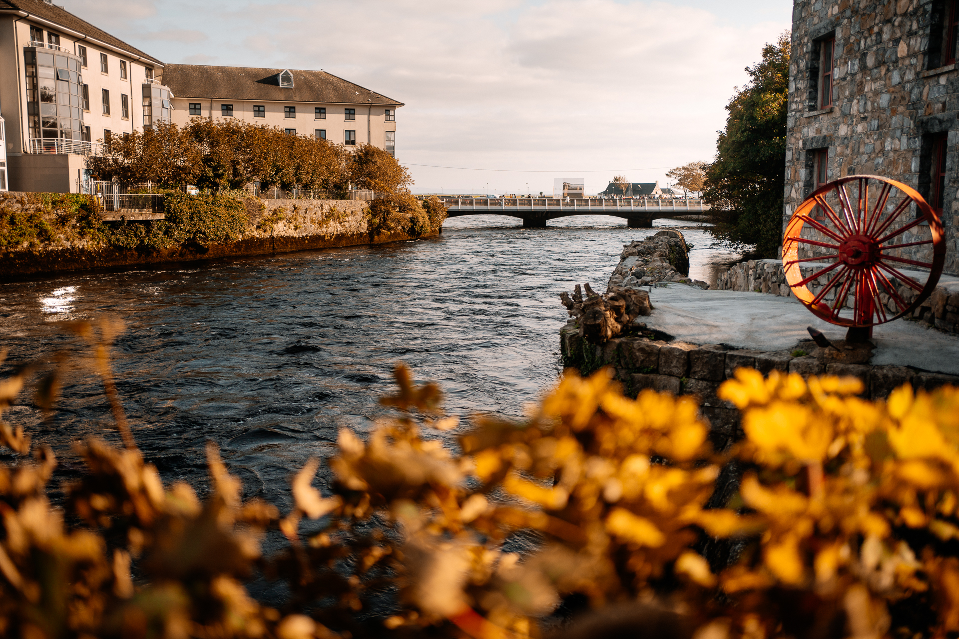 A river with yellow flowers