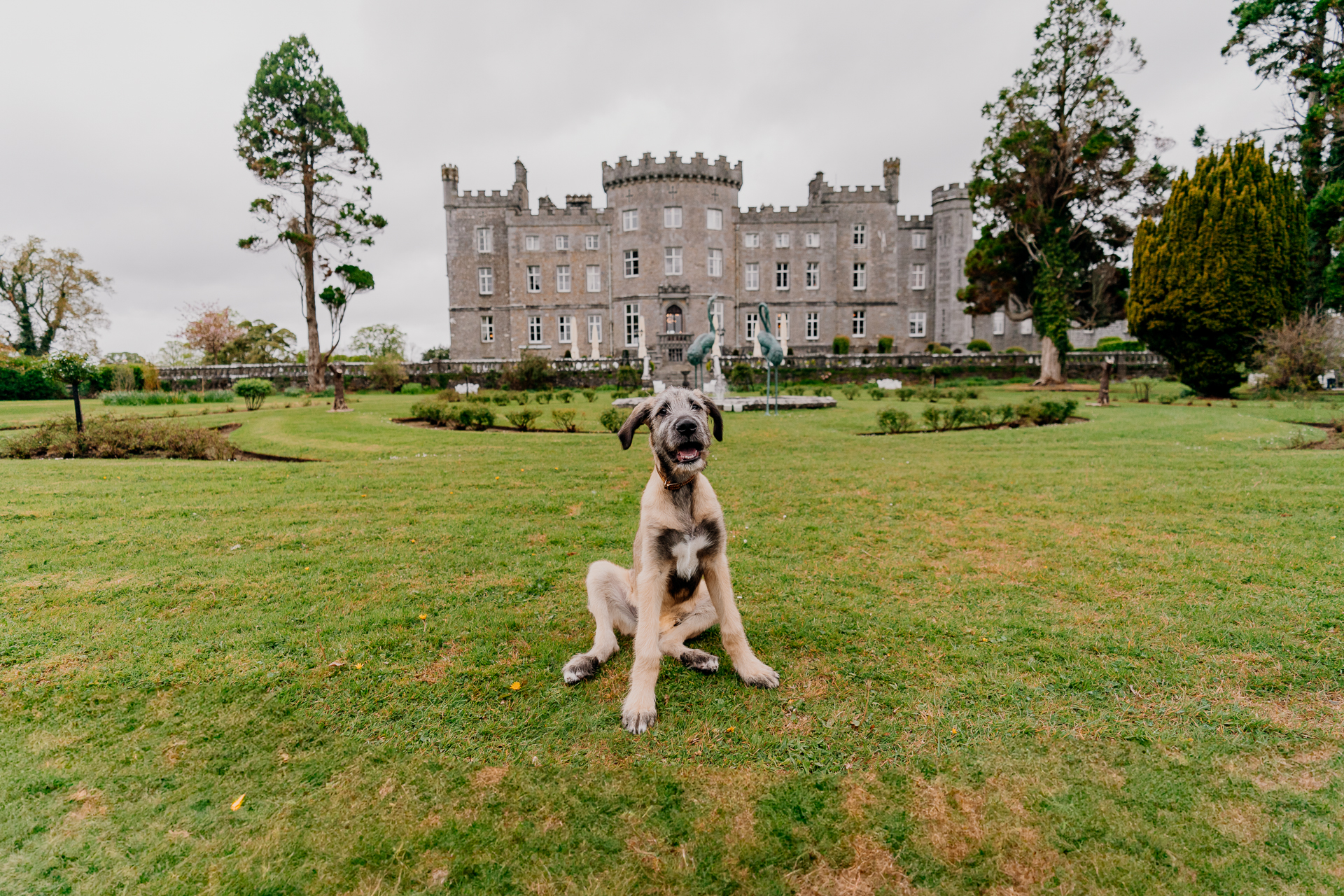 Fionn the Irish Wolfhound sitting on the lawn at Markree Castle wedding venue in Ireland – perfect dog-friendly castle setting for couples

