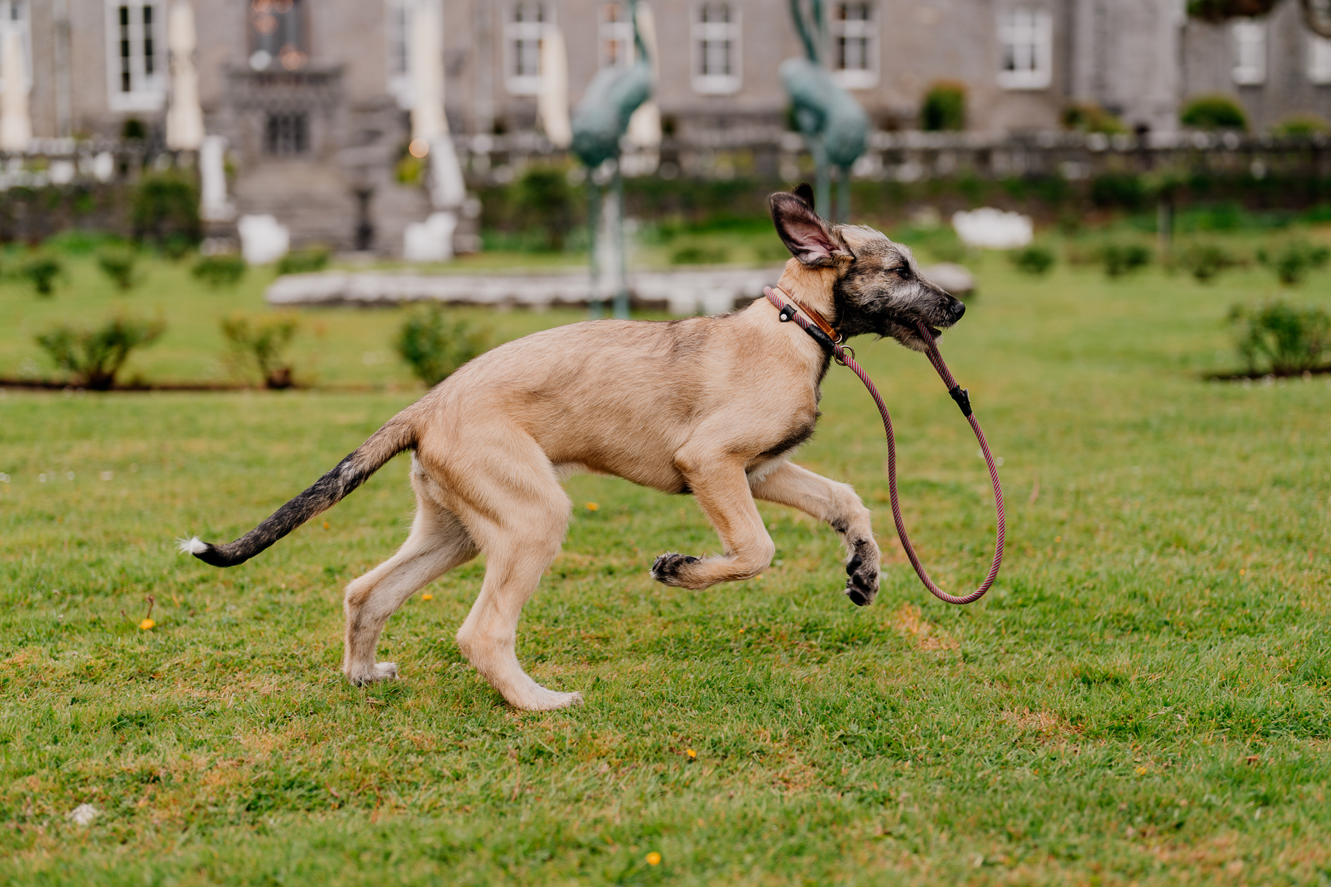 Fionn the Irish Wolfhound jumping joyfully in front of Markree Castle during a real wedding in Ireland – candid moment at a dog-friendly wedding venue

