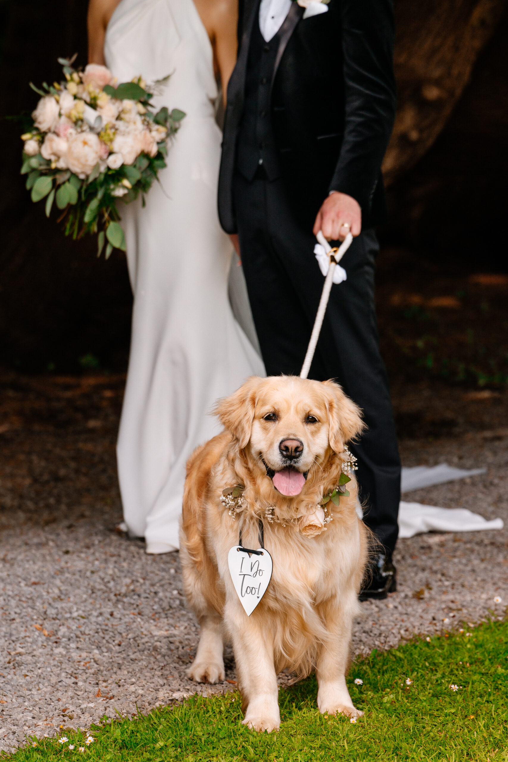 Golden Retriever with wedding sign during Markree Castle wedding in Ireland – dog-friendly wedding at an Irish castle, captured by Wojciech Koza, Destination Wedding Photographer.
