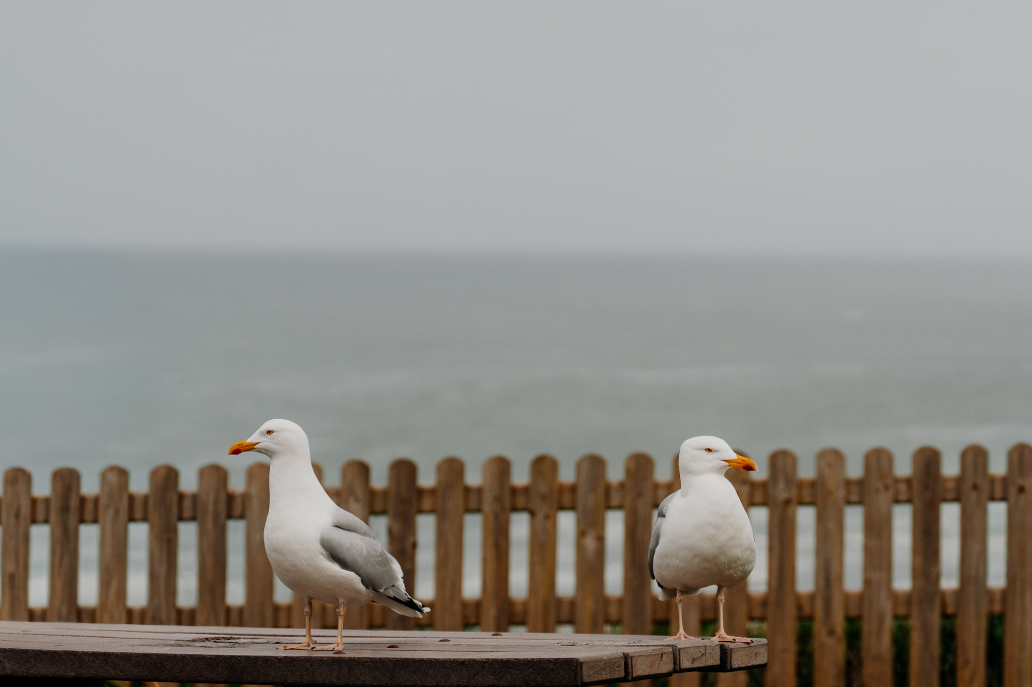 Seagulls overlooking the Atlantic Ocean at Mullaghmore Head in County Sligo