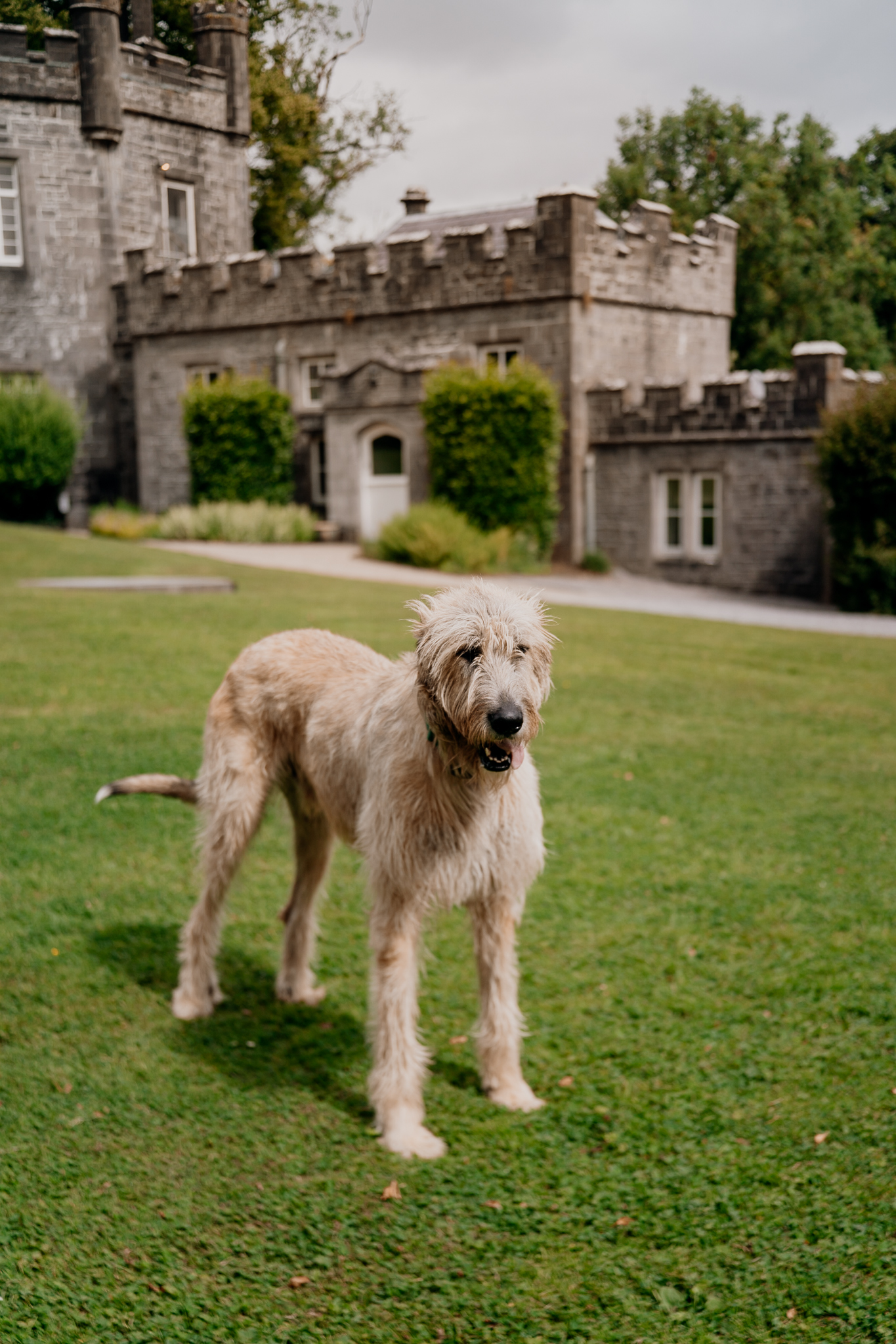 Fionn the dog outside Markree Castle on Caoimhe and Michael’s wedding day