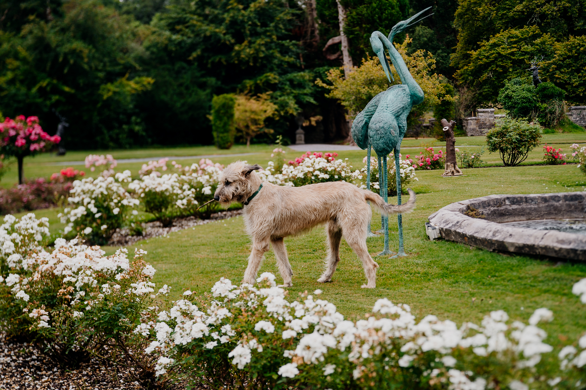 Fionn the dog in the gardens at Markree Castle on the wedding morning