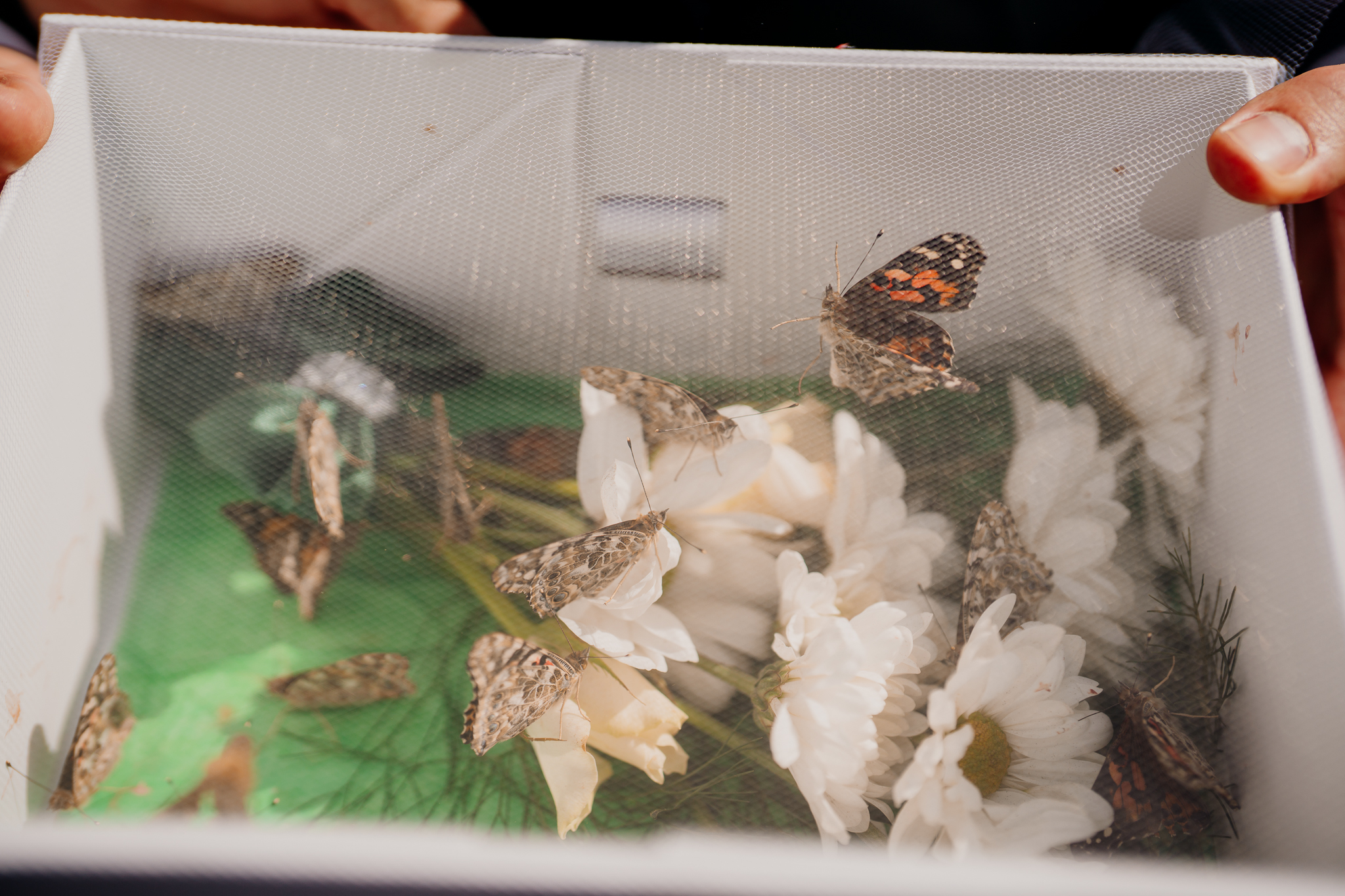 Orange and black butterfly resting on white flowers inside a butterfly release box at a Markree Castle wedding.