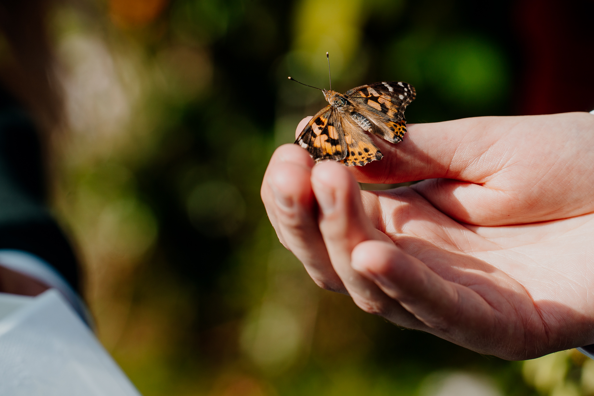 Orange and black butterfly resting on a person's fingers during a wedding butterfly release at Markree Castle.