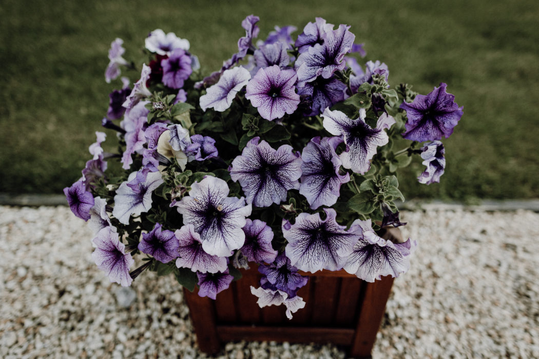 A purple flower on a plant