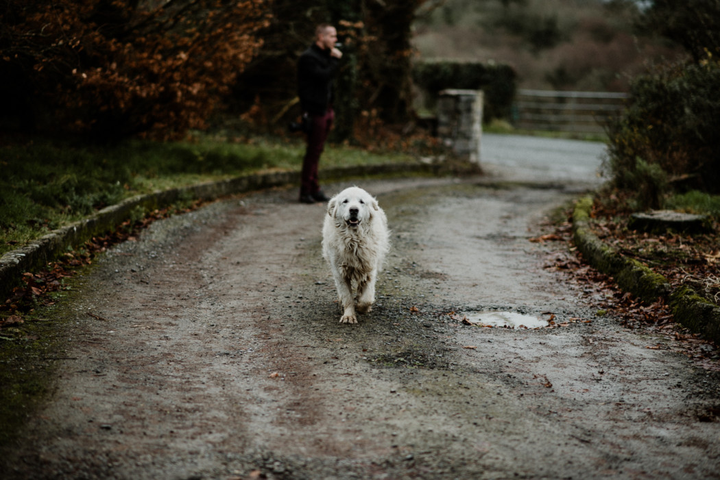 A brown and white dog walking down a dirt road